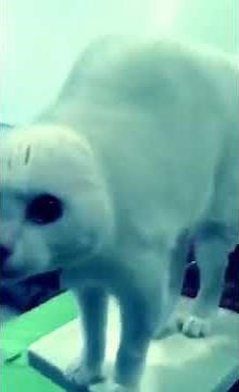 alien cat 2