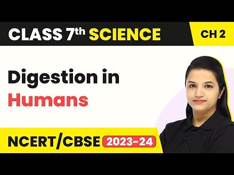 Class 7 Science Chapter 2 | Digestion in Humans - Nutrition in Animals