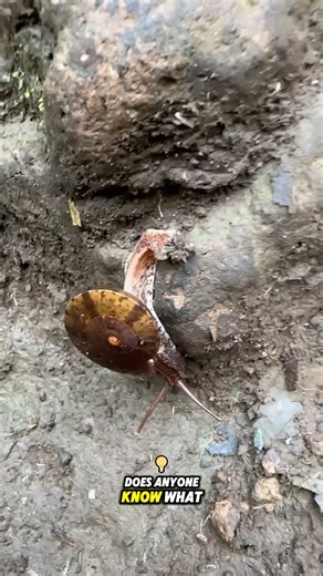 What kind of this snail is? 🤔 #snails