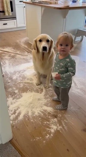 When The Dog Looks Guilty But The Toddler Denies EVERYTHING 😂