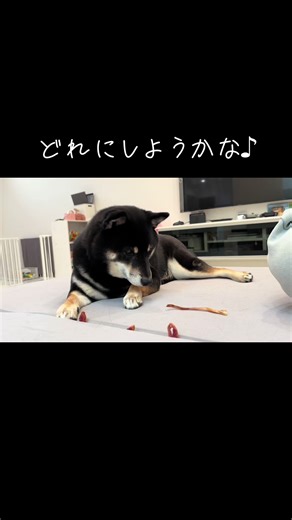 気分屋🐶 #黒柴ひめちゃん #黒柴 #shiba #dog #柴 #柴犬 #おやつ