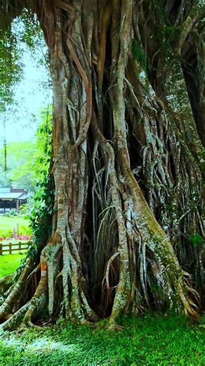 🌳 The Enchanting Balete Tree of Canlaon 🌿 Standing tall and timeless in the highlands of Canlaon City, Negros Oriental, the Balete Tree — believed to be over 1,000 years old — is a living witness to the island’s deep history and folklore. Its massive roots twist and embrace the earth like natural sculptures, forming an awe-inspiring canopy that draws both tourists and locals alike. Often called the “Tree of Life” by residents, the Balete symbolizes strength, endurance, and mystery. Many storie