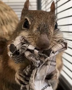 Today is National Squirrel Appreciation Day, and while Jeff is obviously very adorable (you'll want to make sure you have your sound 🔈 on), we hope that his story discourages people from trying to raise wild animals as pets. Jeff the golden-mantled squirrel was originally surrendered by people who tried to raise him illegally as a pet. As Jeff got older, as is often the case, the people realized that he was still a wild animal. Even after they surrendered him to a wildlife rehabber, it was too 