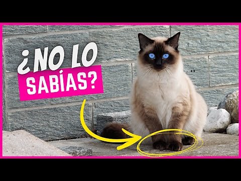 14 Curiosidades sobre el Gato Siamés