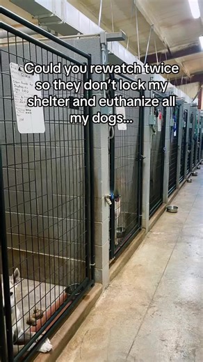 Supporting Shelter Dogs Through Friendship Bracelets