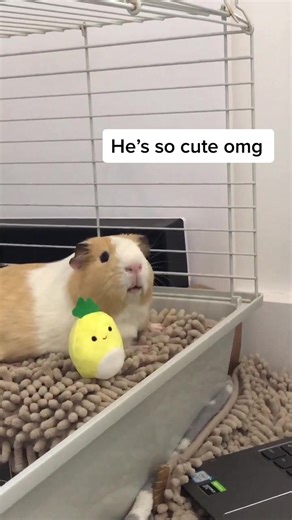 Baby Sensory Pineapple Video with Guinea Pig Bean