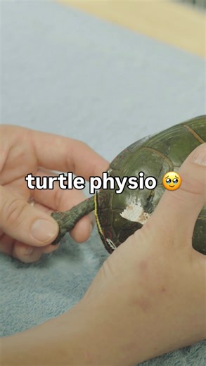 Injured turtles need physio too Stream Fix and Release on CBC Gem and The Nature of Things YouTube 📺 | CBC Docs