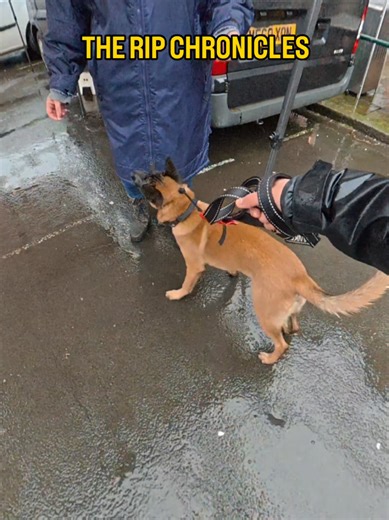 Training Rip: Overcoming Reactivity in Challenging Environments