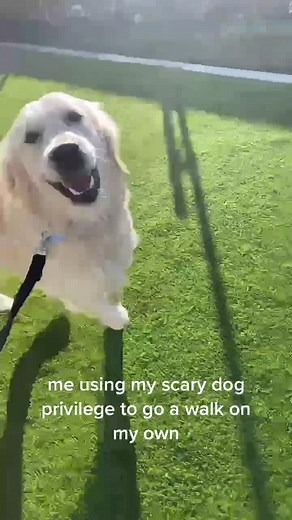 ⚠️TW scary dog