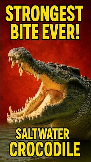 The Strongest Bite Force on Earth: Saltwater Crocodile!