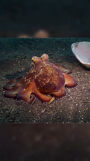Coconut Octopus Hiding in Shells The coconut octopus is one of the few invertebrate species documented to use tools. They don’t just hide in shells; they collect and carry them, demonstrating complex planning and high cognitive function. They often select two halves of a clam or coconut shell, positioning one underneath them and holding the other above. When a predator approaches, they pull the two halves together, creating a nearly impenetrable, rolling shelter they can deploy instantly. Filmed