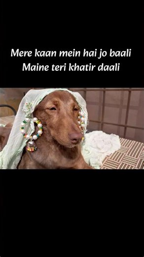 desi puppy💝 subscribe🍀 #puppy #cute #pets #bollywood