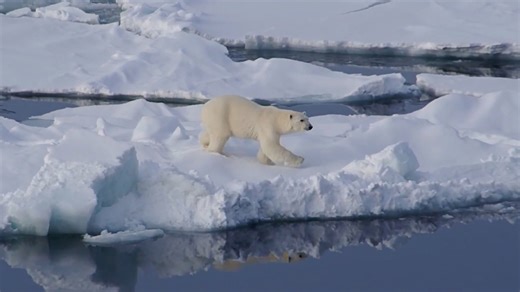 How this polar bear population is thriving despite loss of sea ice
