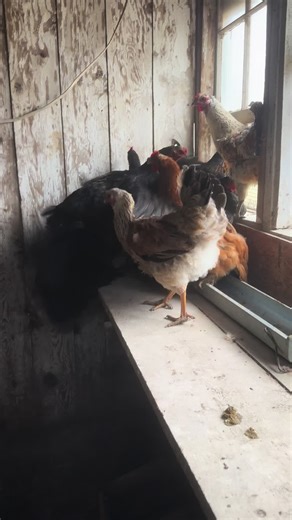 Moved a roo and some ladies to the brooding coup. #rushfamilyfarm #farmlife #michiganfarmer #farminglife #chichen #brahma #australorp #rhodeislandredchicken #brooding #movingday