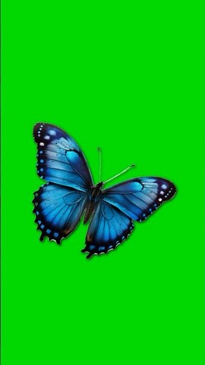 Butterfly Paper Cut Animation - After Effects Tutorial