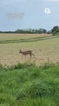 Police Share Footage of 'Drunk' Deer While Warning Rural Drivers
