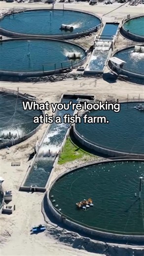 Animal Outlook | Undercover Investigations on Instagram: "Fish feel. Choose compassion. 🐟 Science has proven that fish feel pain, experience stress, and even form social bonds. Yet, thousands are crammed into these pens, denied everything that makes their lives worth living. More fish are now farmed in aquaculture facilities, than are caught in the wild. Every year, the global aquaculture industry kills approximately 130 billion finfish and between 550 and 600 billion crustaceans raised in farm