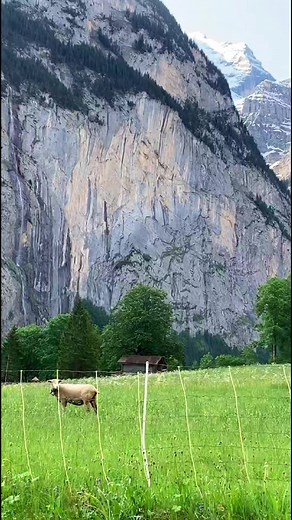 🔊 One of my favorite places in Switzerland 🇨🇭 The Staubbach waterfall 297 meters high and the highest free-falling waterfall in Switzerland #waterfall #waterfalls #waterfallsofinstagram #switzerland #swiss #mountains #cow #nature #natureinspired #summer #summervibes #tolkien #middleearth #aquarium #aquascape #natureaquarium #aquascaping #aquariums | Oliver Knott