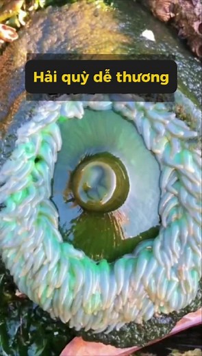 Khám Phá Hải Quỳ Hoa Vàng Độc Đáo
