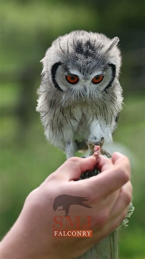 Owl Walking! #smjfalconry