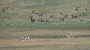Elk Adult Young Herd Feeding Spring Stock Footage Video (100% Royalty-free) 6488012 | Shutterstock