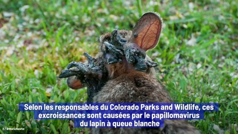 Un Virus Crée Des Lapins À « Tentacules » Dans Le Colorado