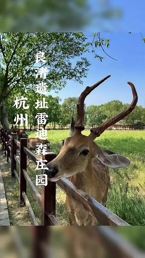 杭州不止有西湖，还有良渚遗址文化，而离遗址不远的藏于山水间的雷迪森庄园是夏天度假的胜地#杭州游玩推荐 #江浙沪周边游 #好好旅行节 #杭州酒店#良渚遗址雷迪森庄园