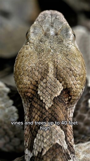 All About Copperhead Snakes – Facts, Behavior & Identification