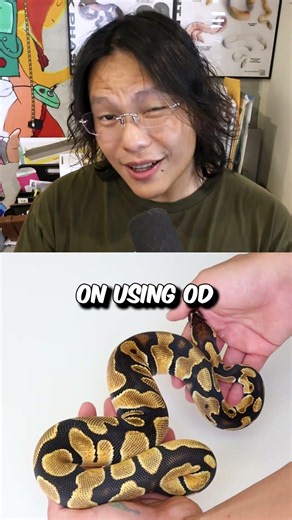 this is a SOD ball python #python #pets