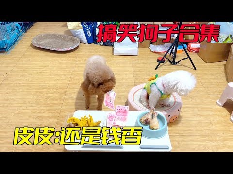 Funny Dog Collection: The shoveling officer tested the dog with food only to find Pipi chose money