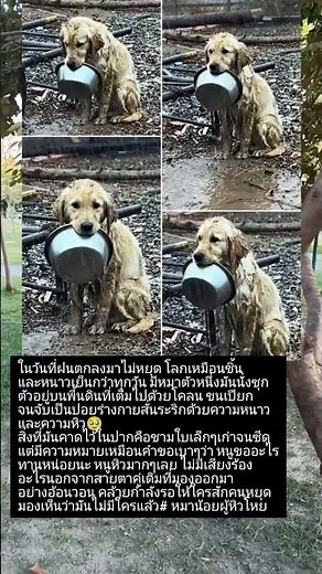 ภาพความน่าเอ็นดูและน่าสงสารน้องหมาตัวหนึ่งถือชามใบเก่าๆสายตาอ้อนวอนขอใครสักคนยื่นอาหารมาให้🥰❤️🌹