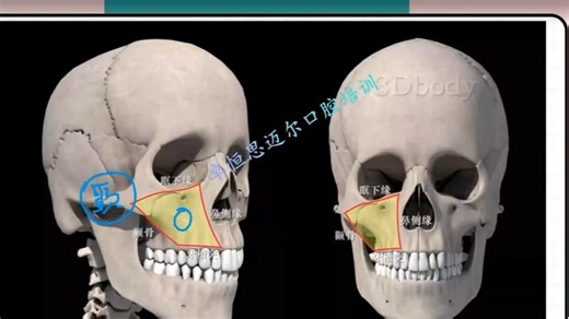 口腔解剖生理学 精讲 第十讲2颌面部解剖