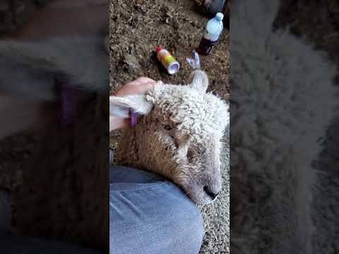 Doctoring a injured sheep