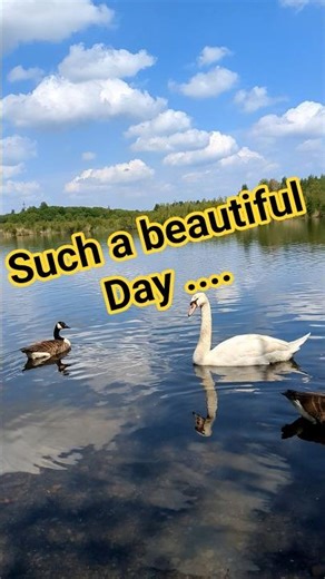 Beautiful Bird Life on the Water #nature #waterfowl #shorts