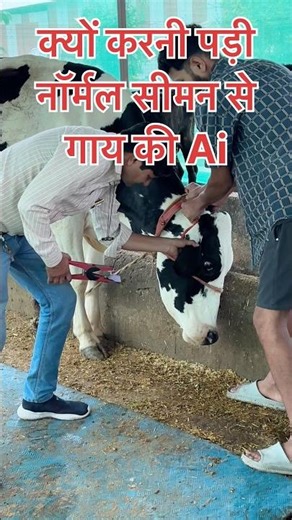 Why did the cow have to be inseminated with normal semen?