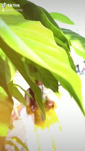 ishu🍂 (@ishu_rey08)’s videos with original sound - ishu🍂