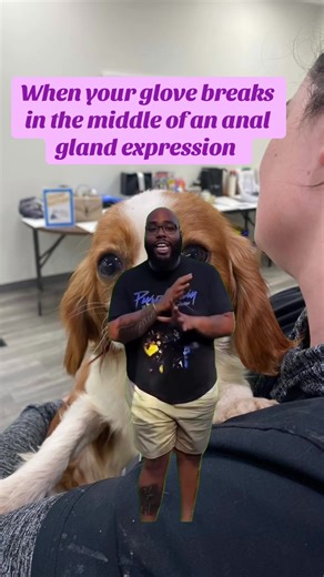 But the show must go on 🤪#veterinarian #vet #veterinarymedicine