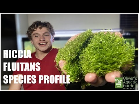 Riccia Fluitans Care Guide How to grow Riccia Fluitans. Fast growing aquarium moss