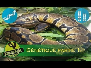 Génétique du python regius - Partie 1