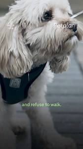 1.1K reactions · 11 shares | 'We need to really empower him’ #BadDogAcademy | Channel 4 | Facebook