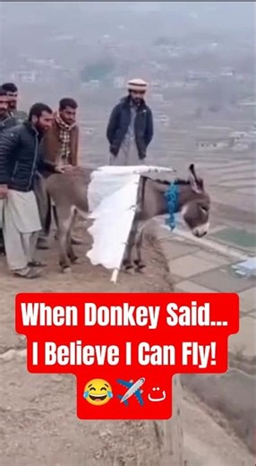 Donkey Decides to Fly! 😂✈️ The First Flying Donkey Ever!#FlyingDonkey#DonkeyFails#FunnyAnimals