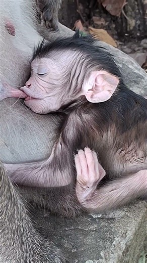 #BabyMonkey #CuteMonkey #FunnyMonkey #MonkeyLove #MonkeyLife #LittleMonkey #MonkeyVibes #PetMonkey