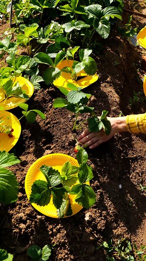 Easy steps to keep your plant away from pests | Green Bean