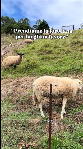 Tosare le pecore è un favore? La verità sullo sfruttamento della lana