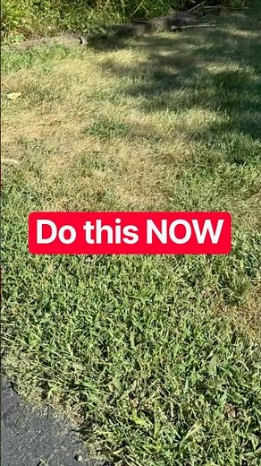 🔥 Aerate and Overseed NOW before Frost…or Wait Until Spring
