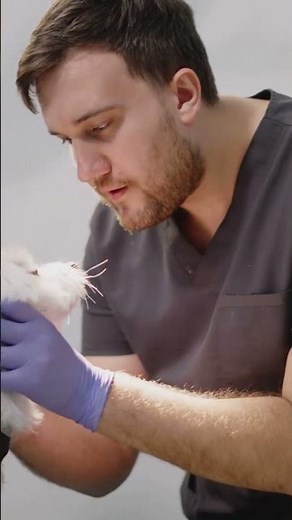 Owls vs Small Pets: The Truth