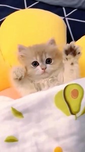 Cute Kittens on Reels