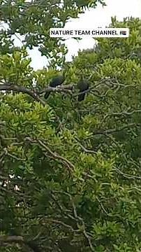NATURE TEAM 🇿🇦 BIRDS KNYSNA TURACO ‪@EleenVorster‬ #nature #birds #turaco #naturevibes