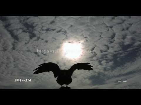 Raven Slow Motion Silhouette Flight Shot From Below on Phantom HD Gold - 4 Shots