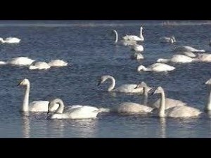 ♫♪♫ Wintering WHOOPER SWANS HONKING ♫♪♫ BIRD CALL ♫ CALLS ♫ CALLING ♫ SINGING ♫♪♫ Cygnus cygnus